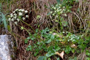Hladnikia Pastinacifolia