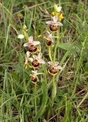 поздняя орхидея Паука (Ophrys fuciflora)