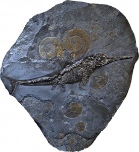 Ichthyosaurus with ammonites