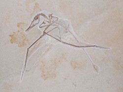 Rhamphorhynchus Vienna