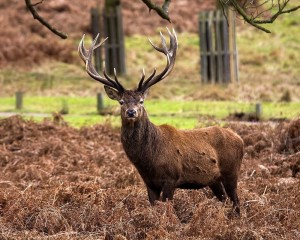 Благородный олень (лат. Cervus elaphus)