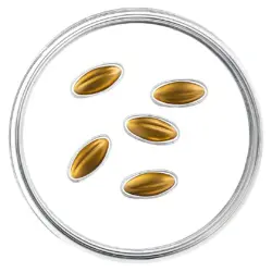 3 евро Латвии 2026. Золотые семена Latvia 2026 3 euro Golden Seeds